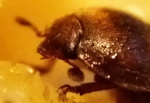 Small Hive beetle SHB