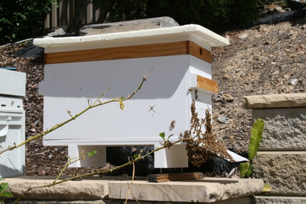 bee colony in a small nuc beehive